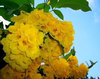 10 TECOMA STANS (Yellow Trumpetbush / Yellow Bells / Yellow Elder / Esperanza) Flower Shrub Bush Seeds