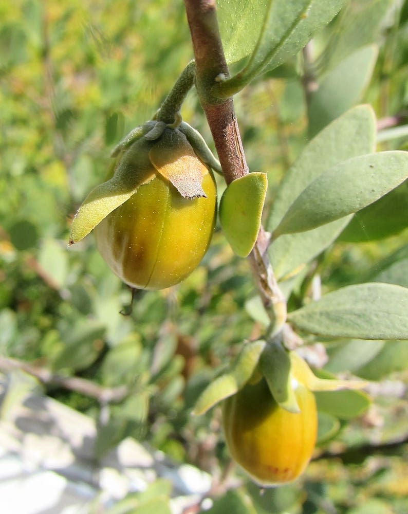 5 JOJOBA Simmondsia Chinensis Fruit Nut Oil Evergreen