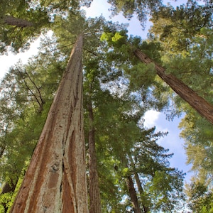 40 GIANT SEQUOIA Sequoiadendron Giganteum Sierra Redwood Tree Seeds Flat Ship image 5