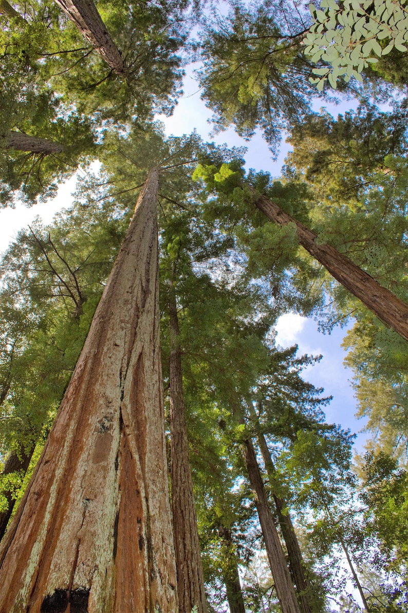 40 GIANT SEQUOIA Sequoiadendron Giganteum Sierra Redwood Tree Seeds Flat Ship image 5