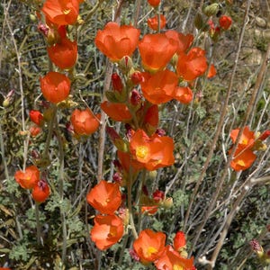 20 Apricot DESERT GLOBEMALLOW Mallow Sphaeralcea Ambigua Flower Seeds