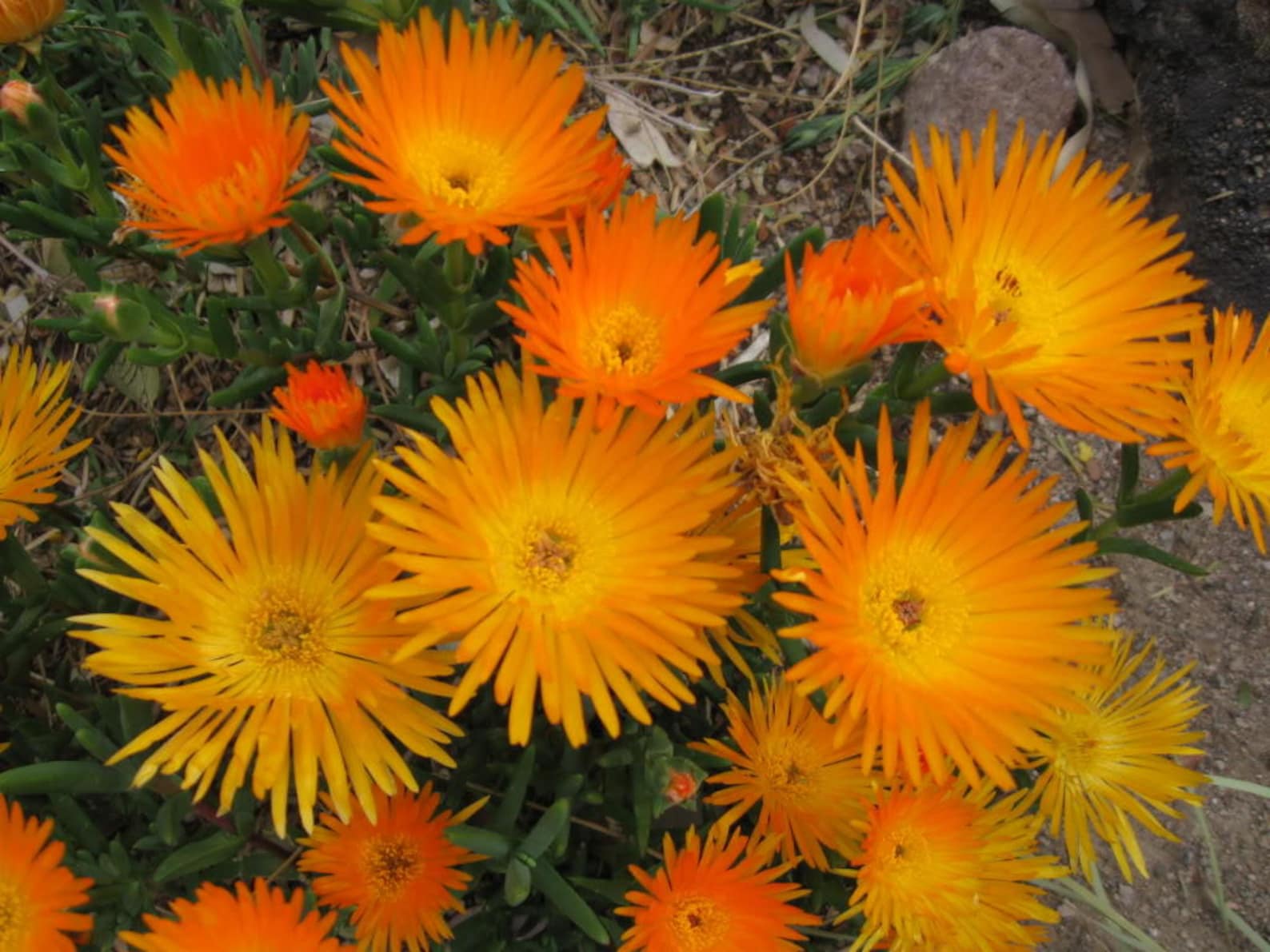 Granita orange ice plant