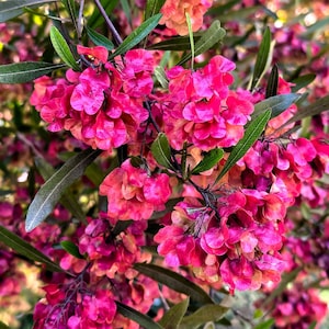 40 Mixed Colors FLORIDA HOPBUSH Dodonaea Viscosa Hawaiian Hopseed Flower Shrub Seeds