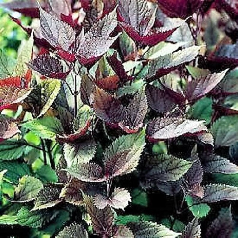 50 CHOCOLATE Joe PYE WEED Eupatorium Rugosum Flower Seeds Etsy