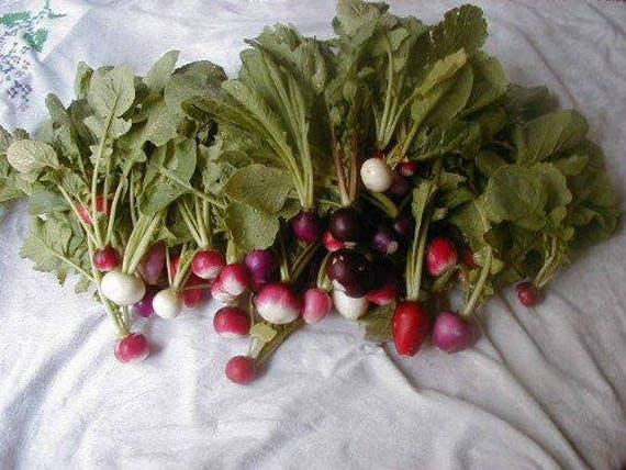 Raphanus sativus 250 Seeds Rare Organic Vegetable Radish Seeds "Easter Eggs" Raphanus sativus 250 Seeds Rare Organic Vegetable Radish Seeds "Easter Eggs"