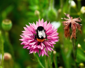 750 Pink BACHELOR'S BUTTON / CORNFLOWER Centaurea Cyanus Flower Seeds