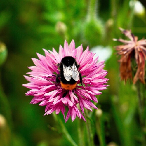 750 Pink BACHELOR'S BUTTON / CORNFLOWER Centaurea Cyanus Flower Seeds