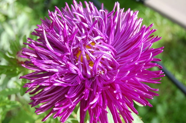 30 VIOLET Purple NEEDLE ASTER Callistephus Flower