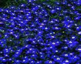 200 Electric Blue & White HALF MOON LOBELIA Erinus Flower Seeds