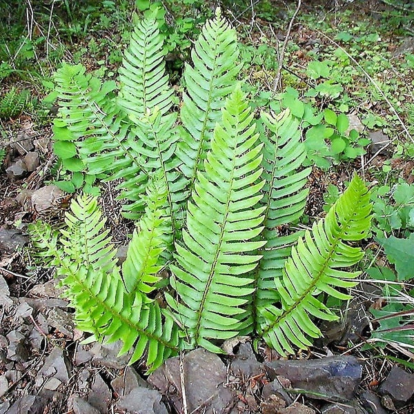 1500 Western SWORD FERN Giant Holly Swordfern Polystichum Munitum Aspidium Solitarium Spores Seeds