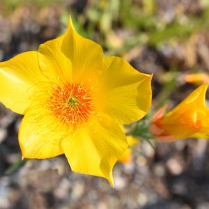 300 YELLOW BLAZING STAR Mentzelia Lindleyi Bartonia Evening Star Native Flower Seeds *Combined S/H