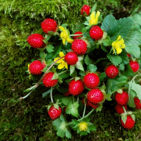 50 Edible Red MOCK STRAWBERRY Potentilla Indica Duchesnea Fruit Berry Seeds *Comb S/H