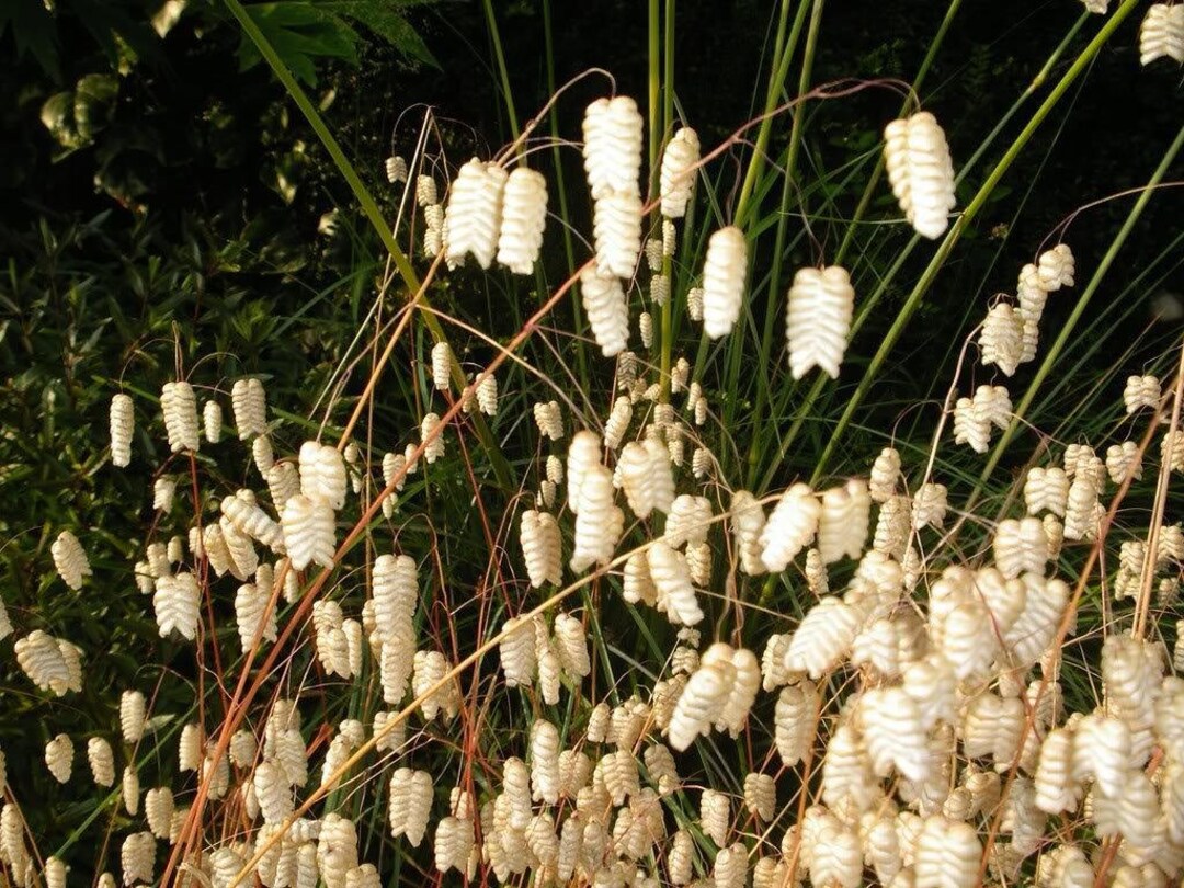 100 QUAKING GRASS rattlesnake Grass Briza Maxima Seeds Etsy