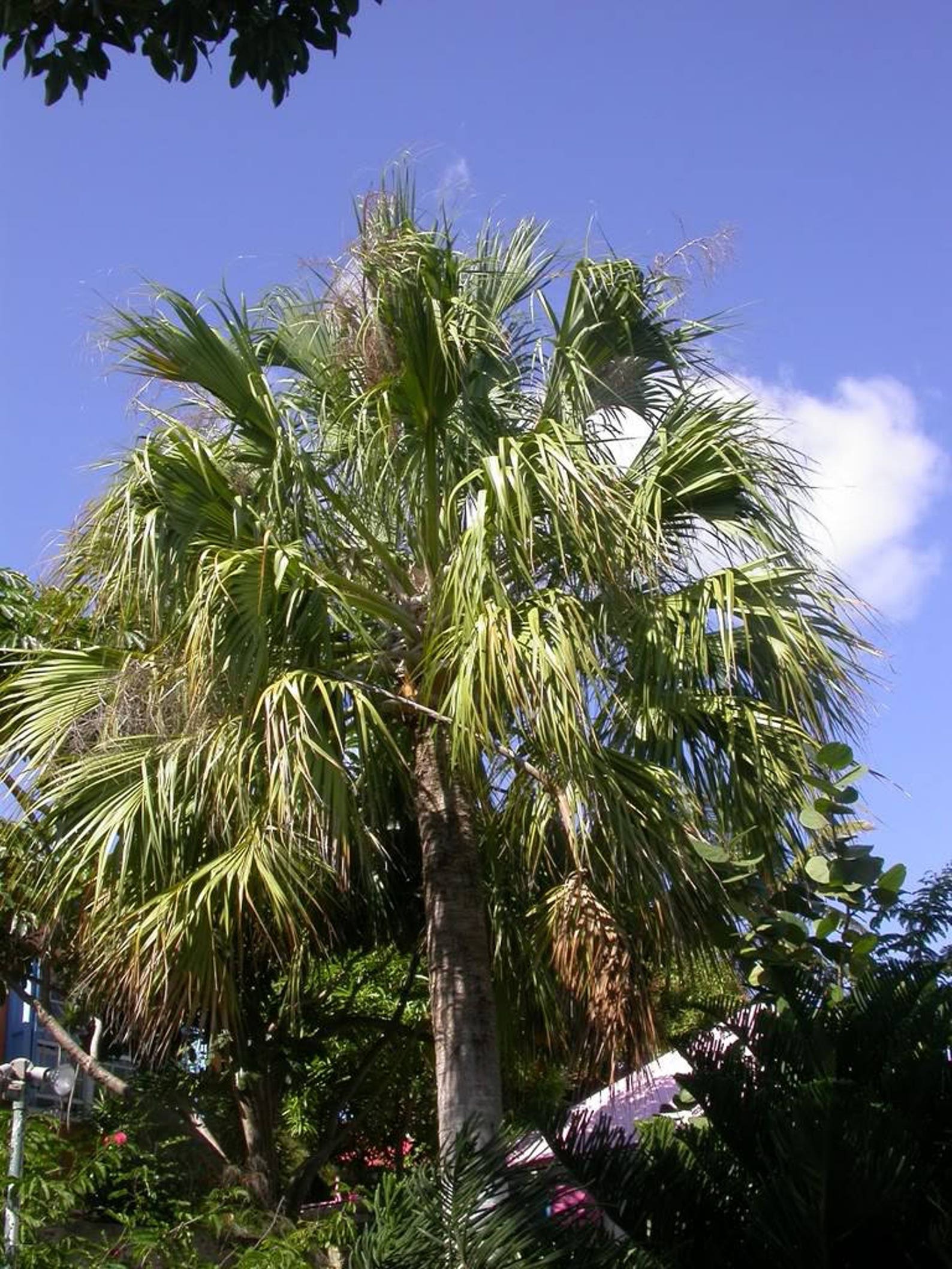 10 Hardy SABAL PALM TREE Cabbage Palmetto Flower Seeds Etsy