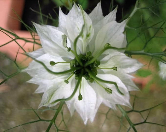 500 White LOVE IN A MIST ( Fennel Flower ) Nigella Damascena Flower Seeds