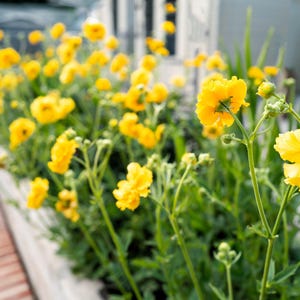 10 Yellow Lady Stratheden GEUM Chiloense Flower Seeds *Comb S/H