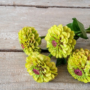 20 Organic QUEENY LIME Mix ZINNIA Elegans Mixed Colors Red Orange ...