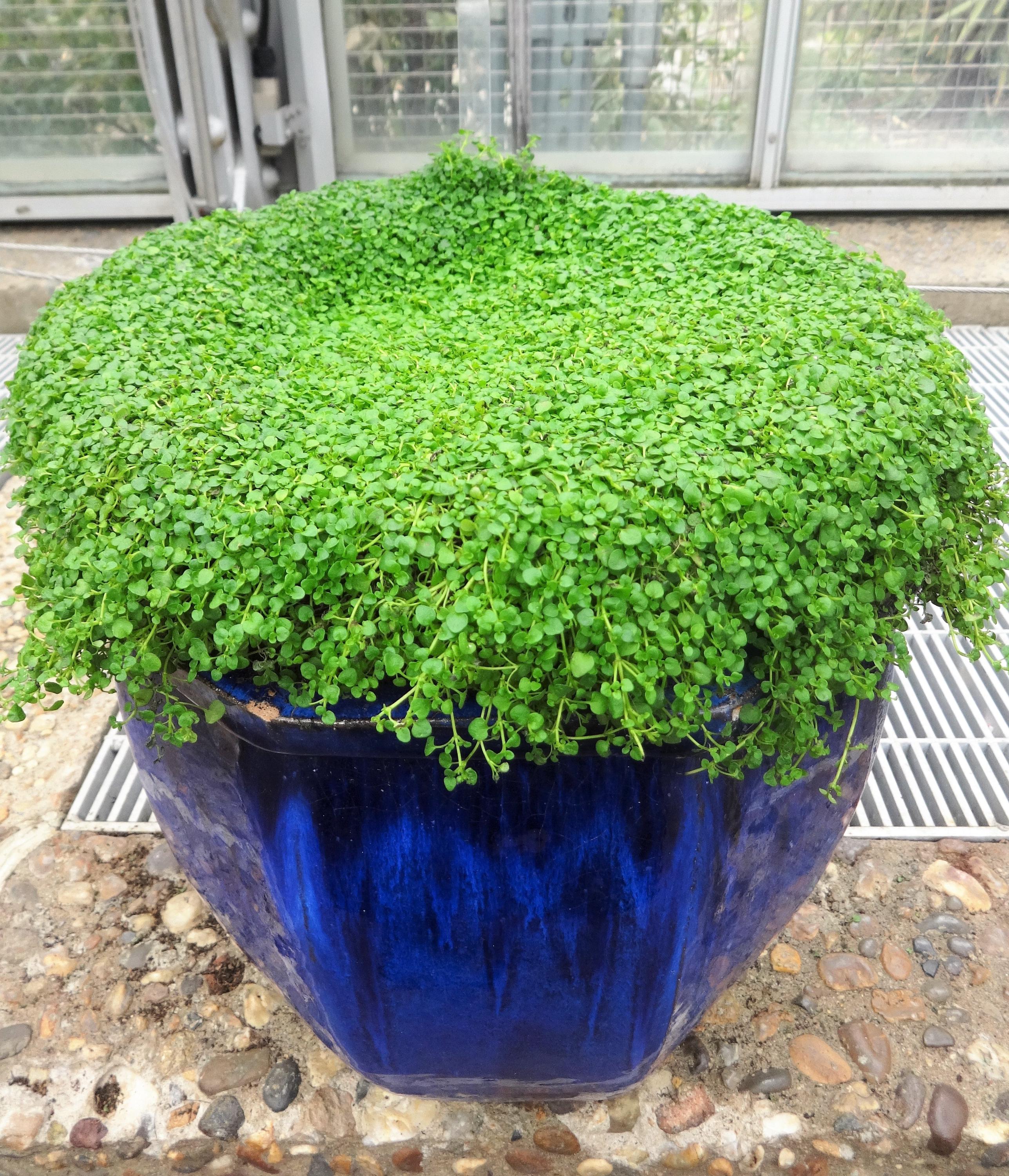 thumbnail image 2 of 100+ Seeds Corsican Mint Mentha Requienii Herb Fragrant Ground Cover Flower Seeds Perfect For Planting And Gifting 2 of 9