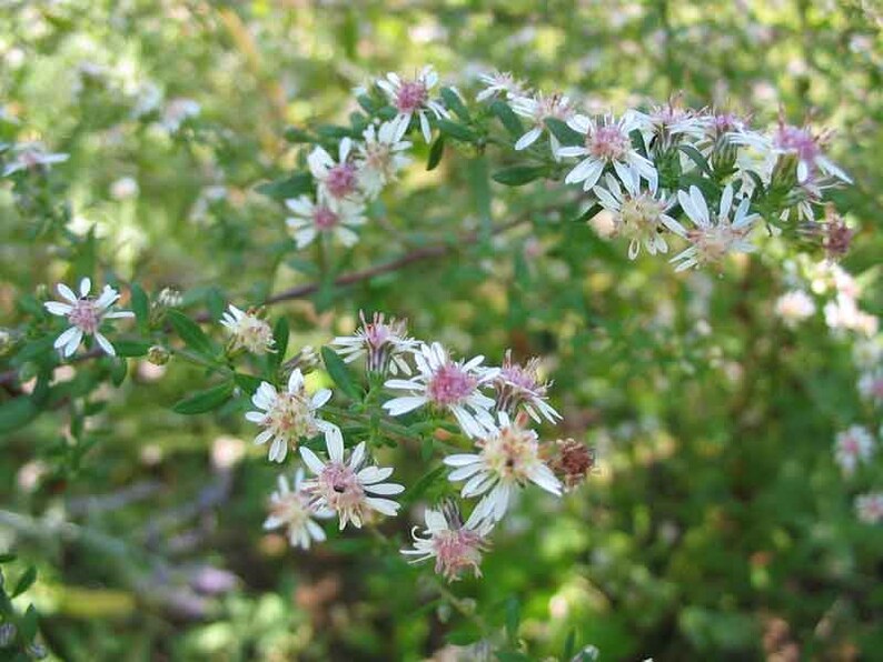 calico aster calico aster