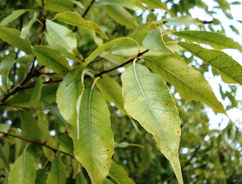 5 LAUREL OAK TREE Quercus Hemisphaerica Native Aka Darlington  Etsy