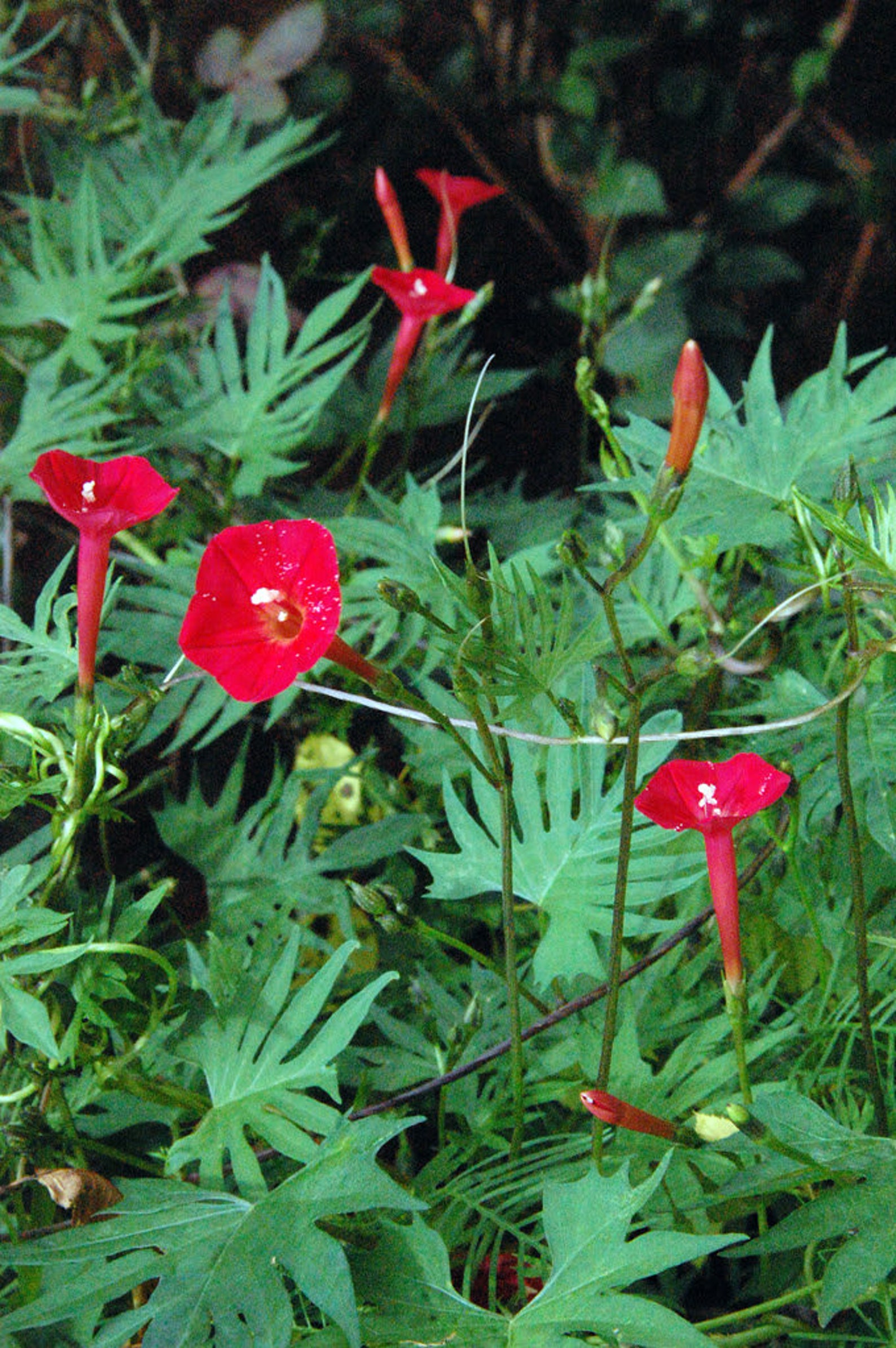 30 CARDINAL CLIMBER VINE Red Flower Seeds Ipomea Quamoclit | Etsy Australia