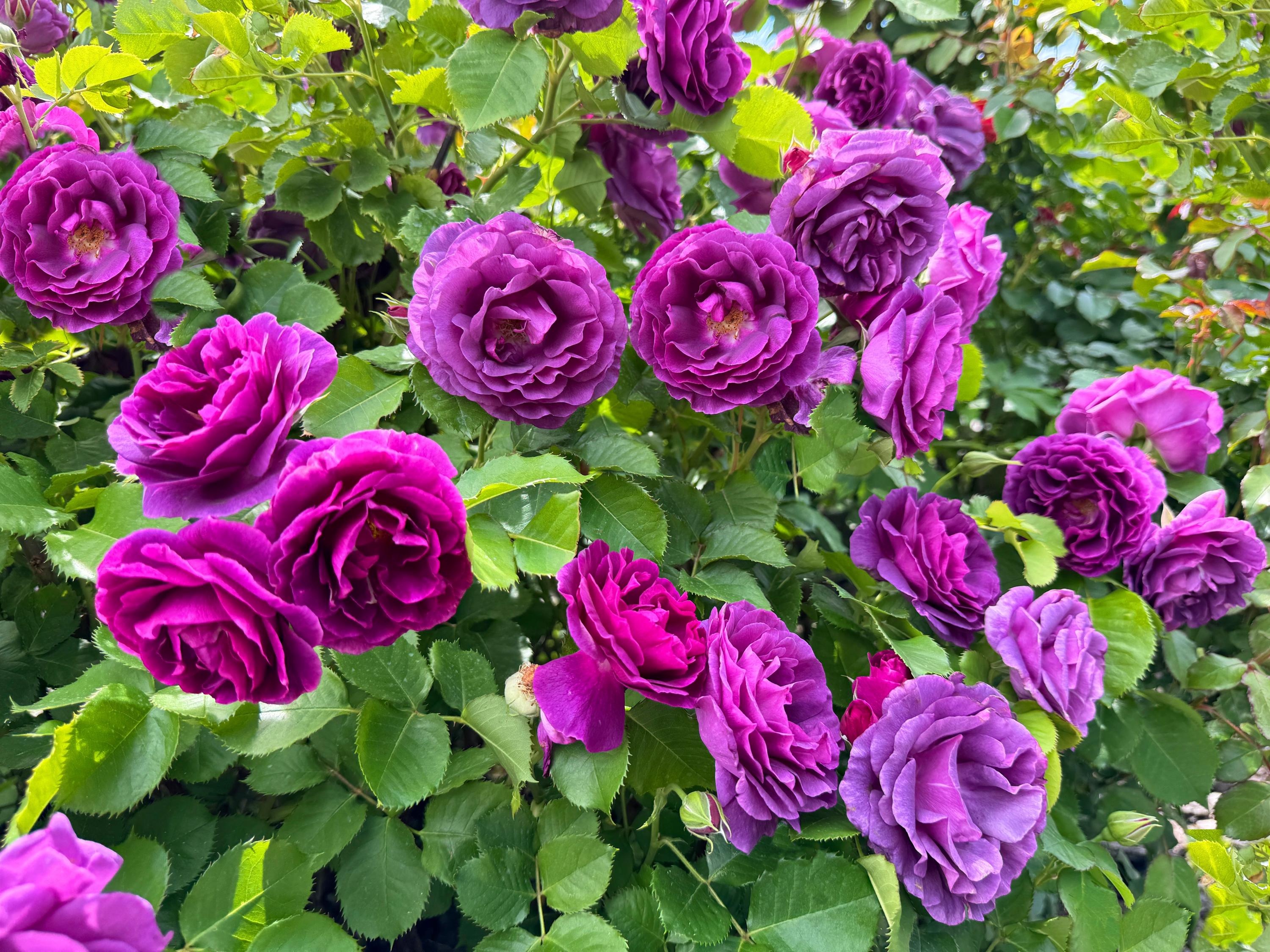 5 PURPLE ROSE Rosa Floribunda Bush Shrub Perennial Flower Seeds - Etsy