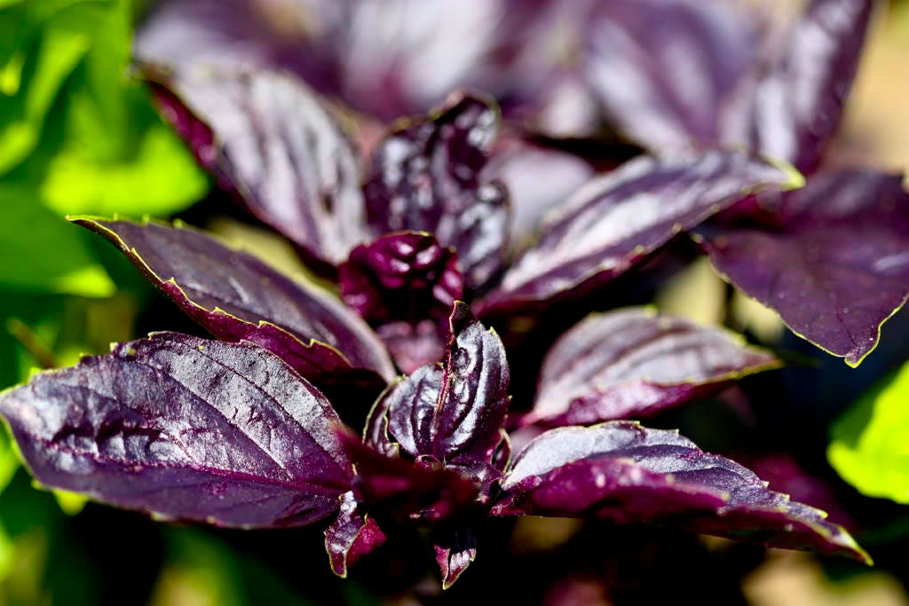 50//1600 Seeds NT Basil Purple Beautiful Foliage Aromatic Herb Opal