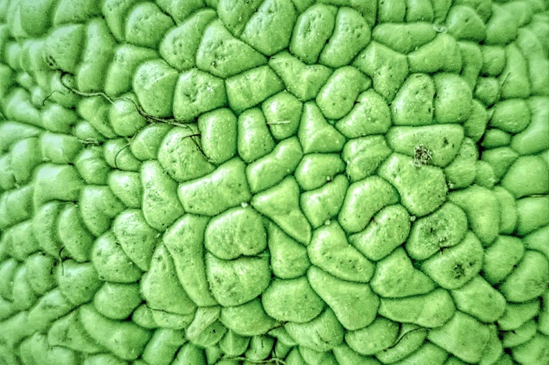 10 HEDGE APPLE Osage Orange Horse Apple Monkey Ball Maclura Pomifera ...