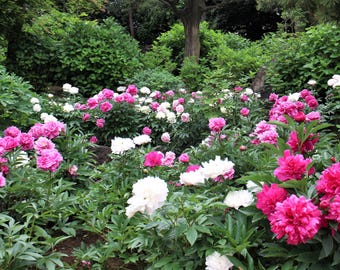 10 TREE PEONY Mountain Paeony Paeonia Suffruticosa Arborea Mixed Colors Red Pink White Purple Yellow Bicolor Flower Shrub Seeds