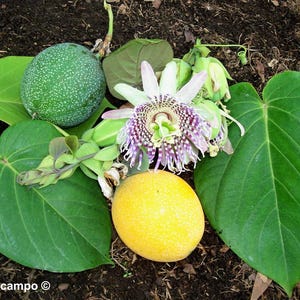 10 GRANADILLA DULCE Maracuyá Amarillo Granadia Azúcar Fruta Passiflora Ligularis Enorme Flor Púrpura y Blanca Amarillo Naranja Fruta Semillas de Vid