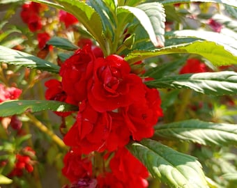 100 Mixed Colors DOUBLE CAMELLIA IMPATIENS (Balsam / Lady Slipper / Touch Me Not) Impatiens Balsamina Flower Seeds