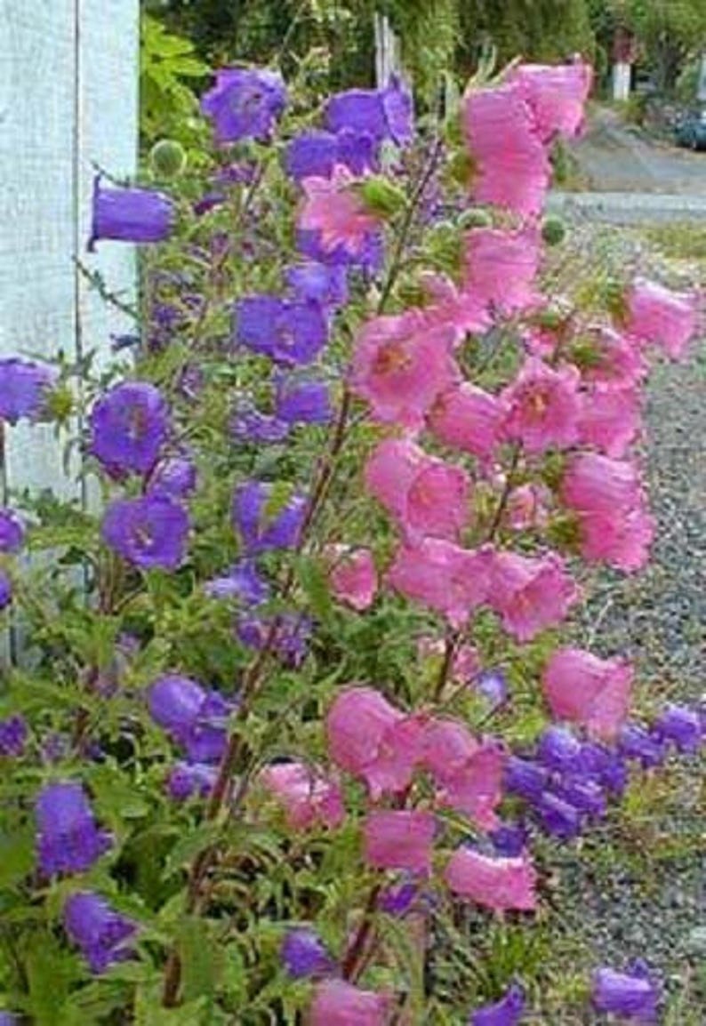 100 MIXED CANTERBURY BELLS Crown Mix Campanula Medium