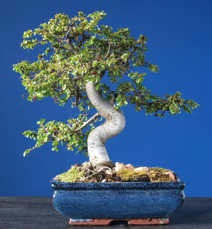 Zen Bonsai Chinese Elm Tree, Bonsai Plant Poster for Sale by  newburyboutique