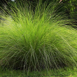 200 WEEPING LOVE GRASS Ornamental African Lovegrass Eragrostis Curvala Seeds *Flat Shipping