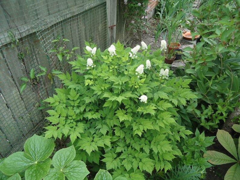 10 DOLL'S EYES Flower White Baneberry Cohosh Actaea Etsy