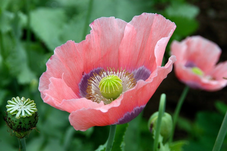 1000 MOHN DER RIESE Papaver Giganteum Rosa & Lila Riesige Schoten Blumensamen Bild 3