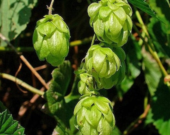 25 COMMON HOPS European Humulus Lupulus Vine Seeds Beer Making Ingredient Seeds