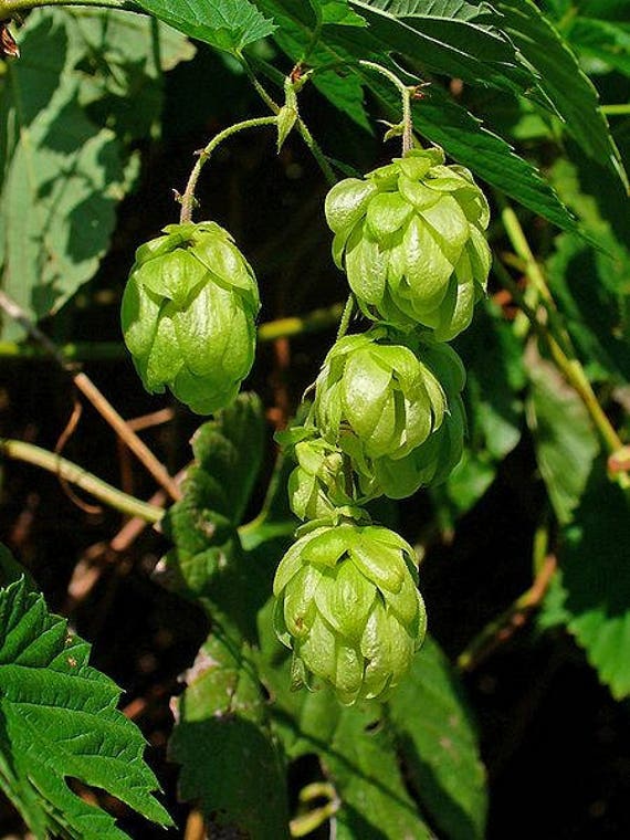 25 COMMON HOPS European Humulus Lupulus Vine Seeds Beer Making