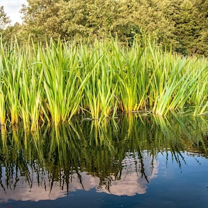 250 SWEET FLAG GRASS Wetland Pond Acorus Calamus Ornamental Seeds