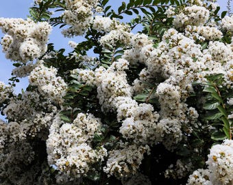 35 WHITE CREPE MYRTLE Lagerstroemia Indica Flowering Shrub Bush Small Tree Seeds