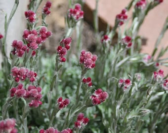 20 RED PUSSYTOES Antennaria Dioica Rubra Everlasting Flower Seeds