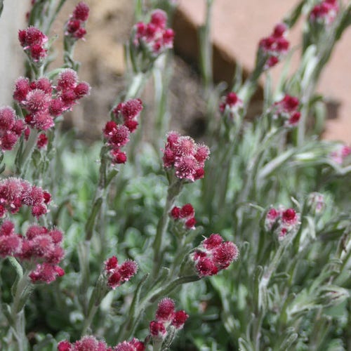 30 RED AGASTACHE 'HEATHER QUEEN' Hummingbrid Mint Hyssop Flower Herb Seeds 