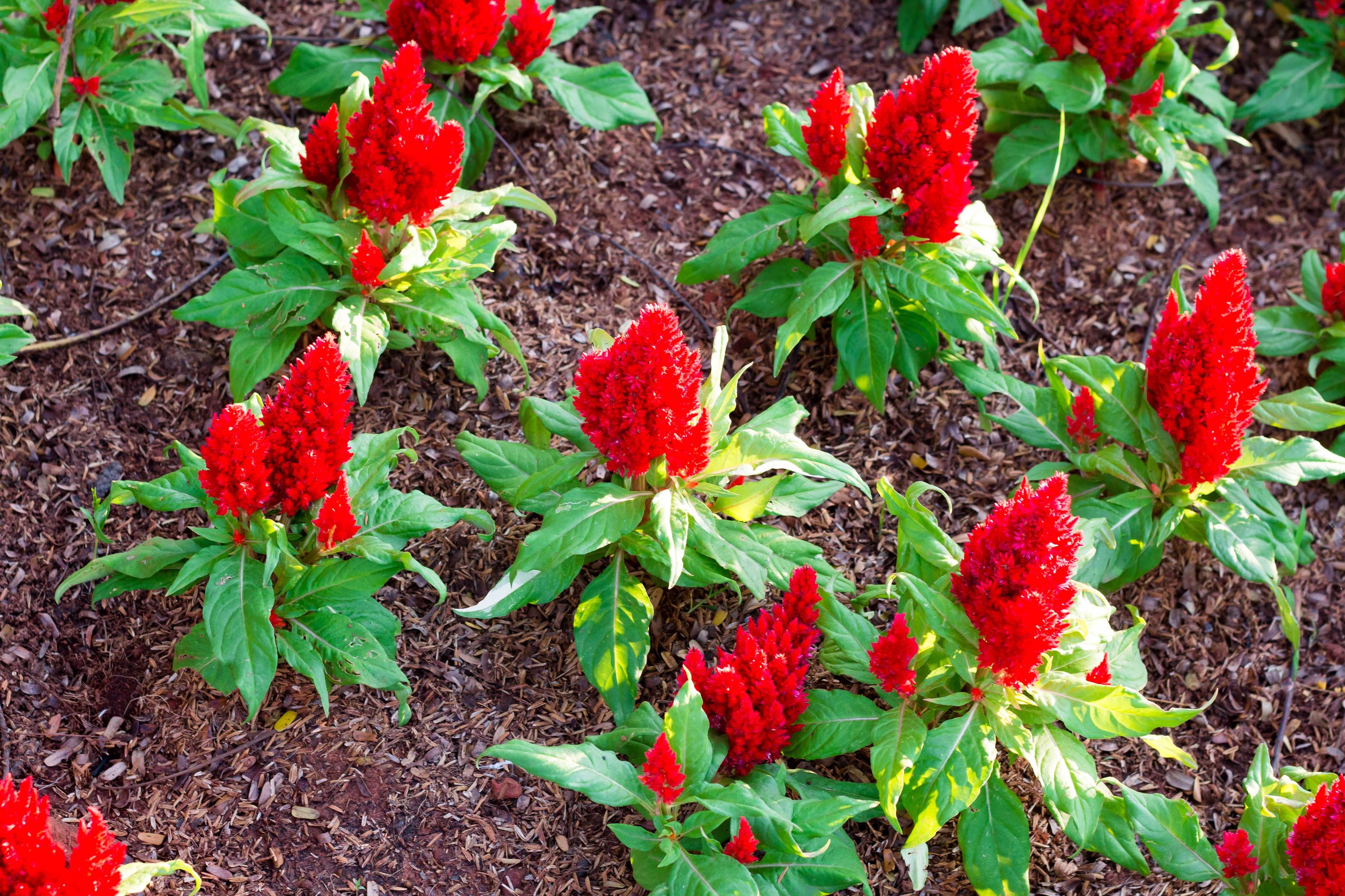 Forest Fire Scarlet Celosia Seeds – 30 Seeds, Easy Grow, Full Sun, Outdoor – Seeds Bee Blooming