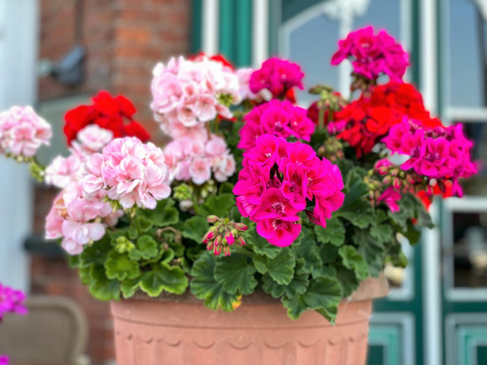 10 MIXED COLORS GERANIUM Pelargonium Zonale Pink, Purple, White, Red ...
