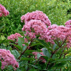 50 Pink JOE PYE WEED Eupatorium Maculatum Flower Seeds image 1