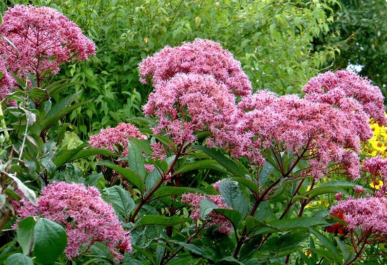 50 Pink JOE PYE WEED Eupatorium Maculatum Flower Seeds image 1