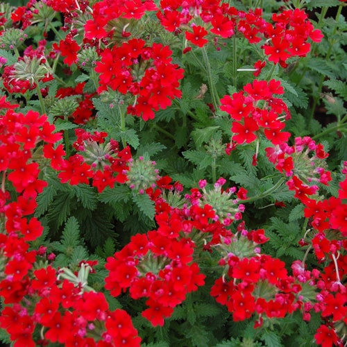 50 SCARLET VERBENA Red Nana Compacta Fragrant Flower Seeds | Etsy
