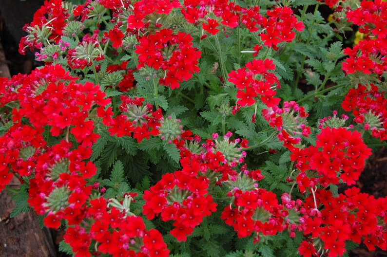 50 SCARLET VERBENA Red Nana Compacta Fragrant Flower Seeds Etsy