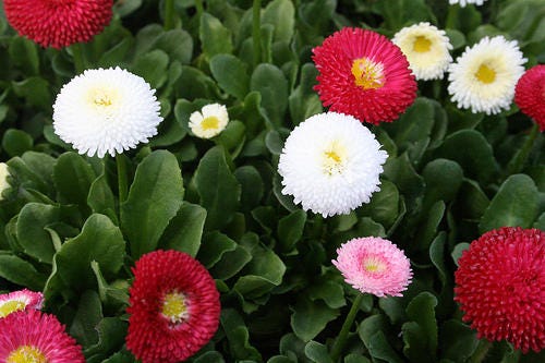 100 MIXED ENGLISH DAISY Bellis Perennis Flower Seeds 100 MIXED ENGLISH DAISY Bellis Perennis Flower Seeds