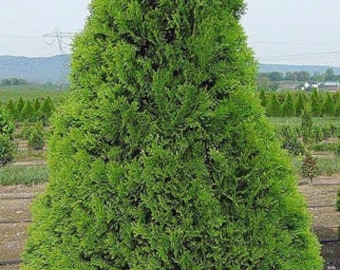 25 THUJA TREE Cedar Thuja Occidentalis Conifer Seeds